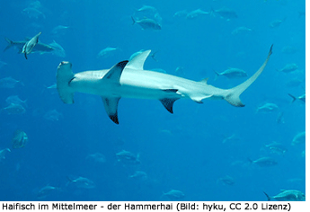 Hai im Mittelmeer, Türkei