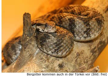 Bergotter - giftige Schlange in der Türkei